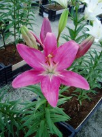 [1642 IndianSummerset No01.JPG]